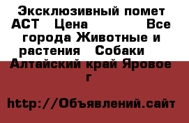 Эксклюзивный помет АСТ › Цена ­ 30 000 - Все города Животные и растения » Собаки   . Алтайский край,Яровое г.